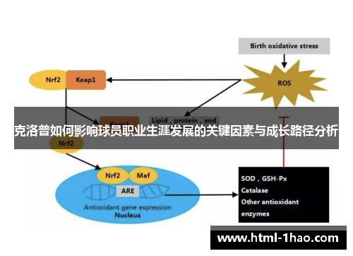 克洛普如何影响球员职业生涯发展的关键因素与成长路径分析